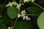 Canadian woodnettle